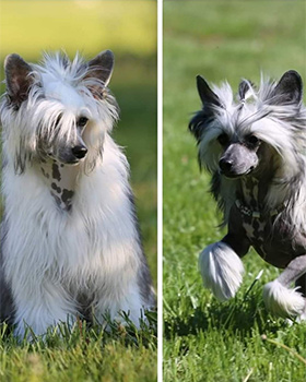 Schmeckebier & Schiller - Juna & Calypsa